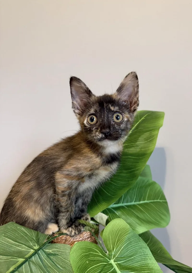 A baby medium-sized female Tortoiseshell Domestic Short Hair cat named Ramona & Henry for adoption in Mount Juliet, TN