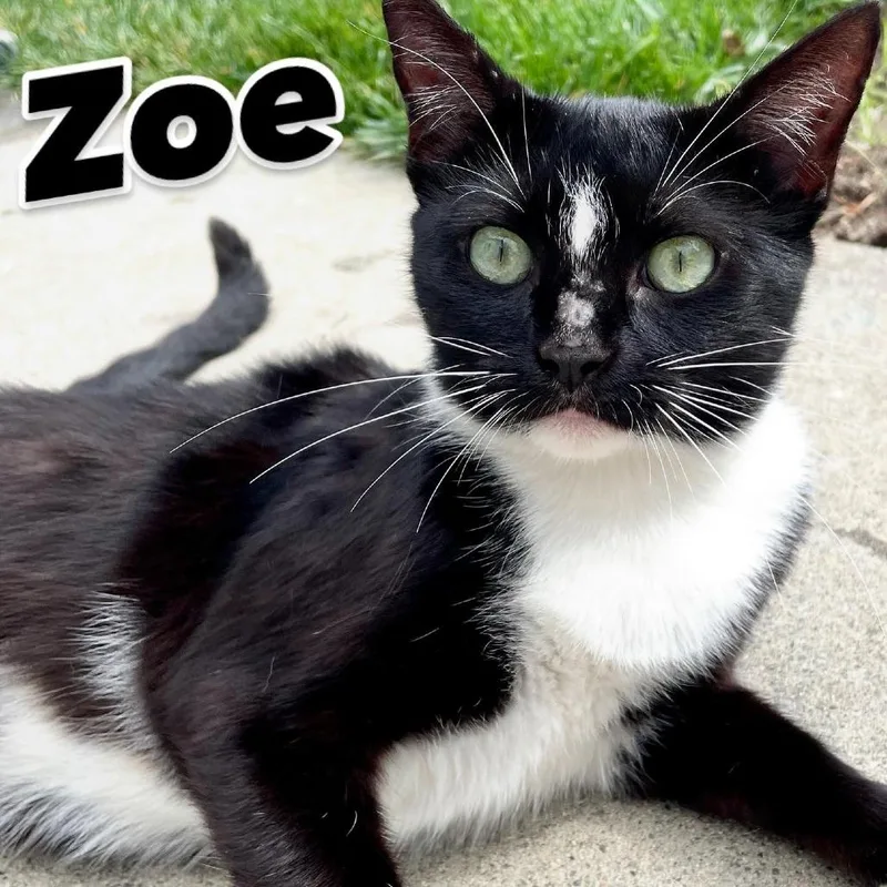 An adult small-sized female Black Domestic Short Hair cat named Zoe for adoption in Los Angeles, CA