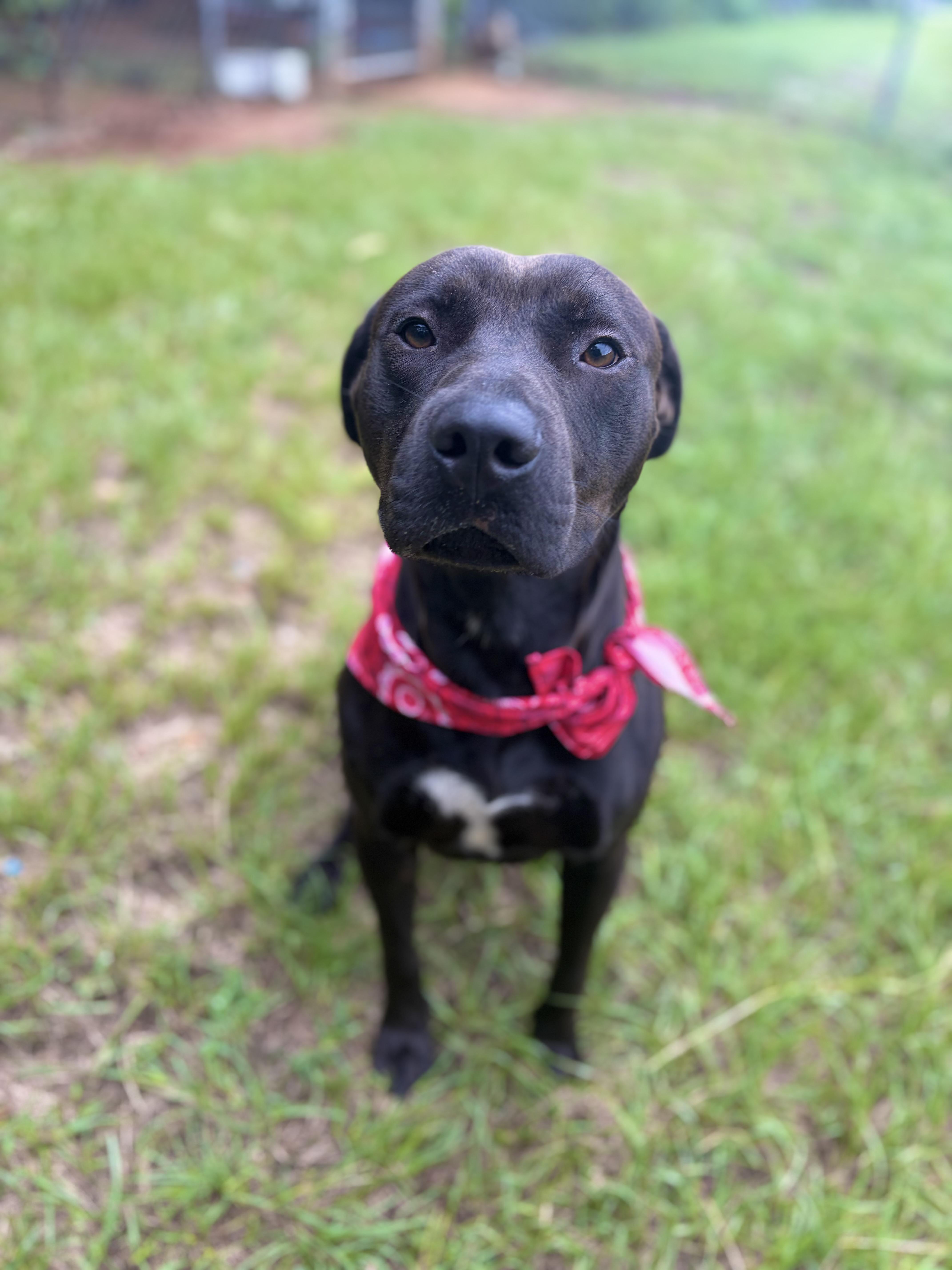 An adult large-sized male Black Mixed Breed dog named Diggie Smalls for adoption in Winnsboro, SC
