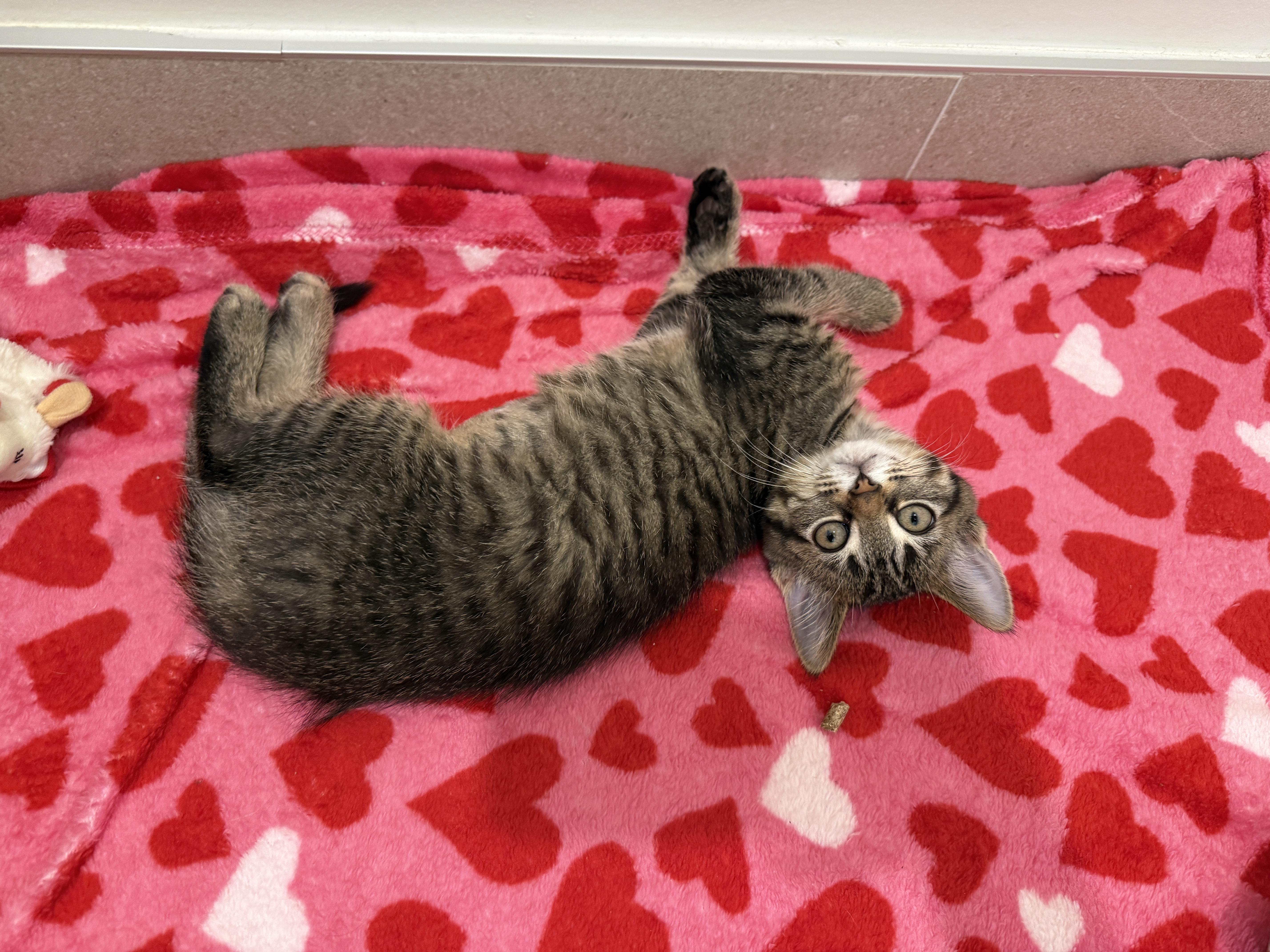 A baby medium-sized female Domestic Short Hair cat named Hailey for adoption in Evanston, IL