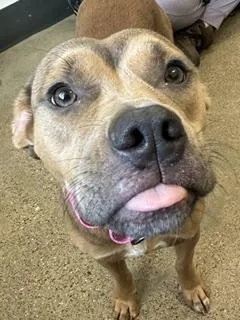 A young medium-sized female Pit Bull Terrier dog named Lulu for adoption in Cleveland, OH