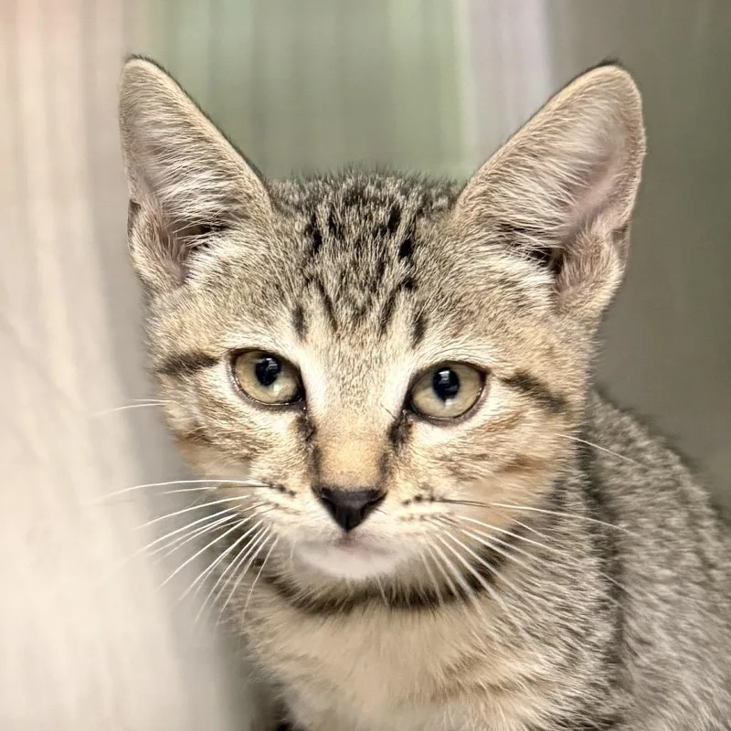 A baby small-sized male Gray / Blue / Silver Domestic Short Hair cat named Cold Brew for adoption in Palm Springs, CA