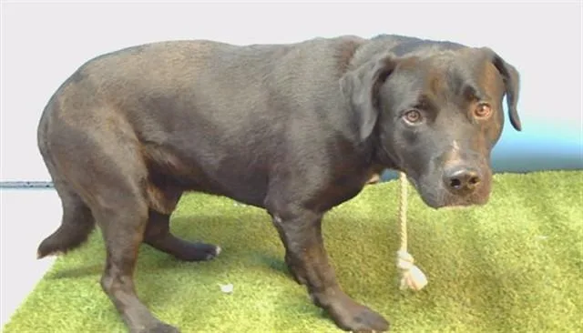 A young medium-sized male Labrador Retriever dog named Barrio for adoption in Gardena, CA
