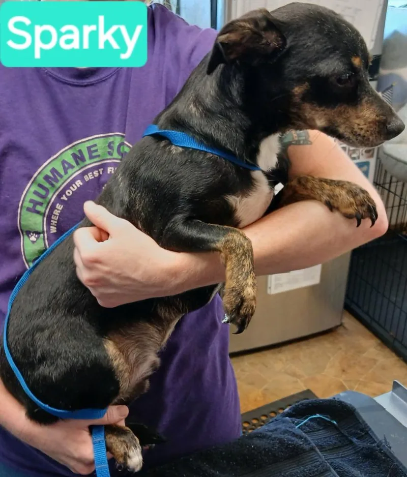 A young small-sized male Dachshund dog named Sparky for adoption in Mena, AR