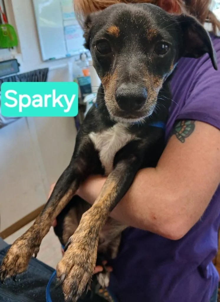 Sparky thumbnail 2