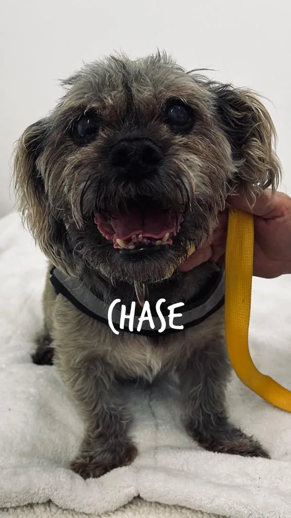 Chase