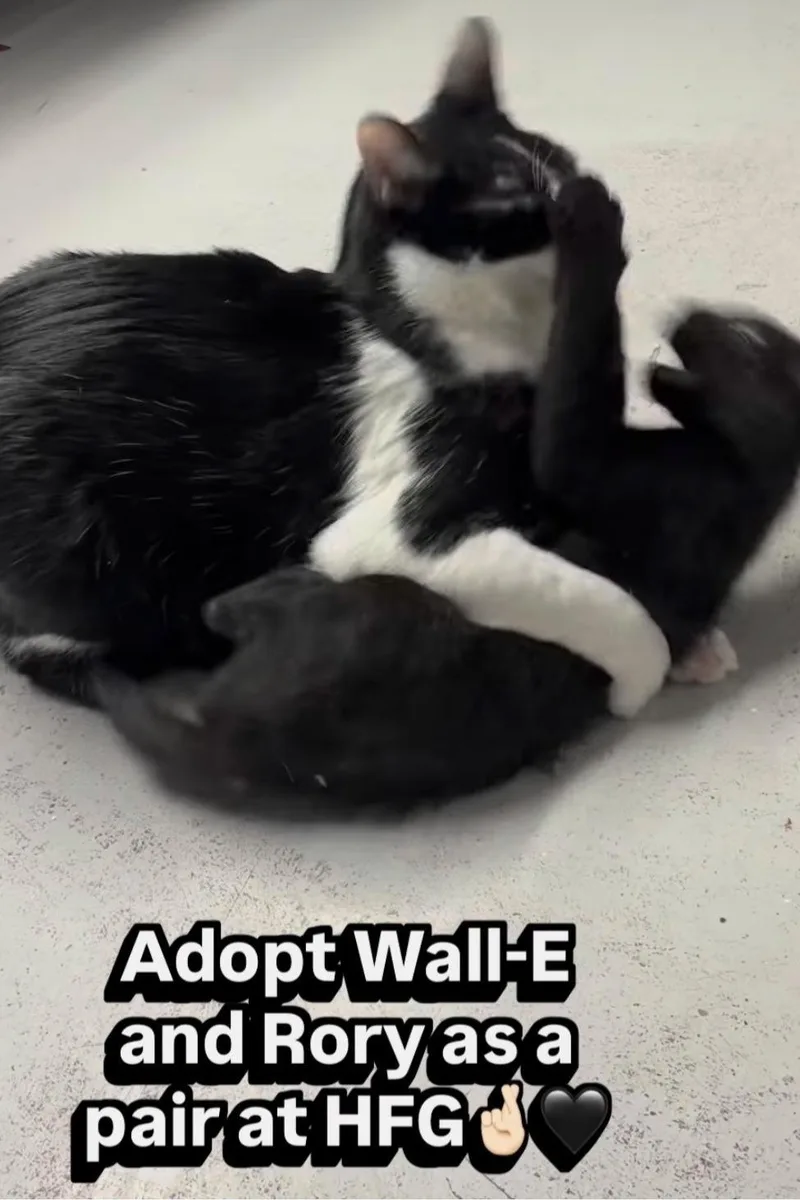 A baby medium-sized male Black Domestic Short Hair cat named Walle for adoption in Phoenix, AZ
