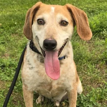 An adult medium-sized male Red / Chestnut / Orange Australian Cattle Dog / Blue Heeler dog named Hugo for adoption in Philadelphia, PA