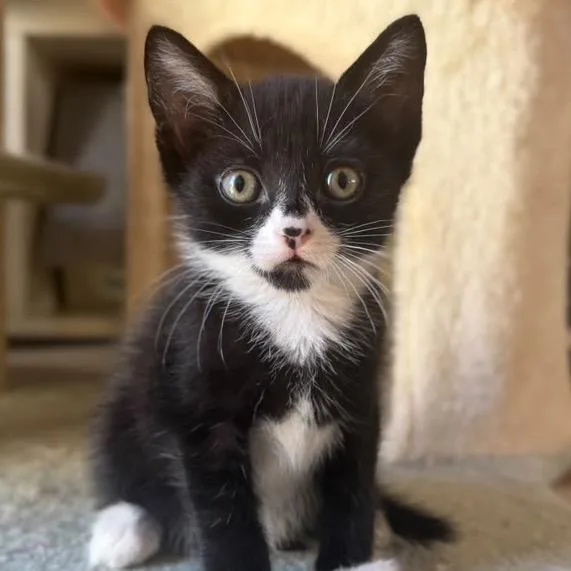 A baby small-sized female Black Domestic Short Hair cat named Gumball for adoption in Long Beach, CA