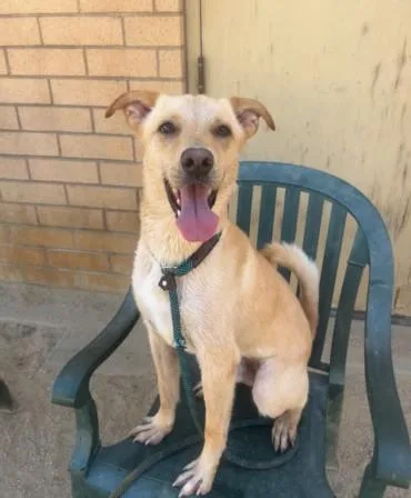 A young medium-sized male Labrador Retriever dog named Hunter for adoption in Van Nuys, CA