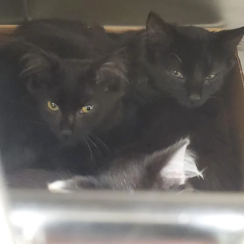 A baby small-sized female Black Domestic Short Hair cat named Parrot for adoption in Novelty, OH