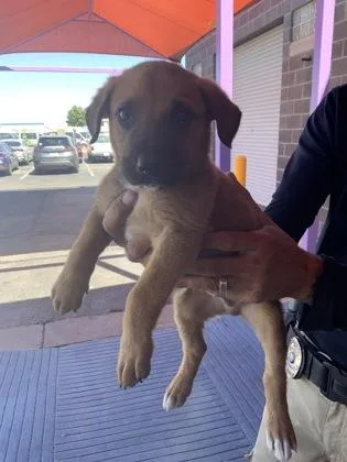 A baby small-sized male Brown / Chocolate Mixed Breed dog named 60825981 for adoption in El Paso, TX