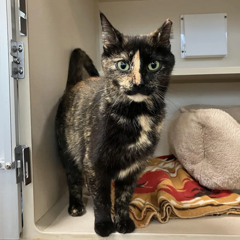A young medium-sized female Tortoiseshell Domestic Short Hair cat named Rosita for adoption in Eatontown, NJ
