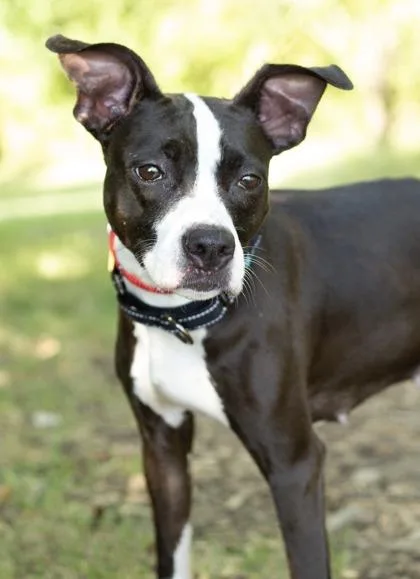 A young medium-sized female Mixed Breed dog named Scone for adoption in Hamilton, OH