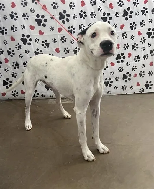 An adult small-sized male Mixed Breed dog named Sam for adoption in Dallas, TX