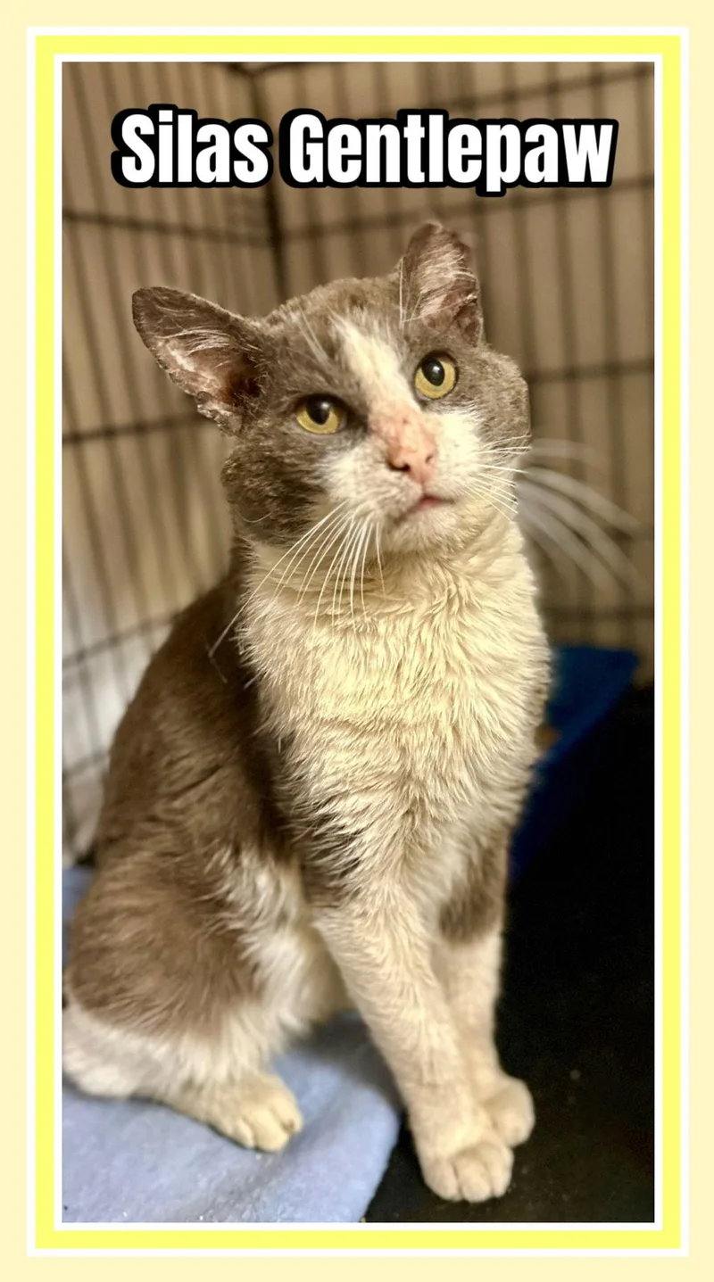 Silas  Willow Grove thumbnail 2