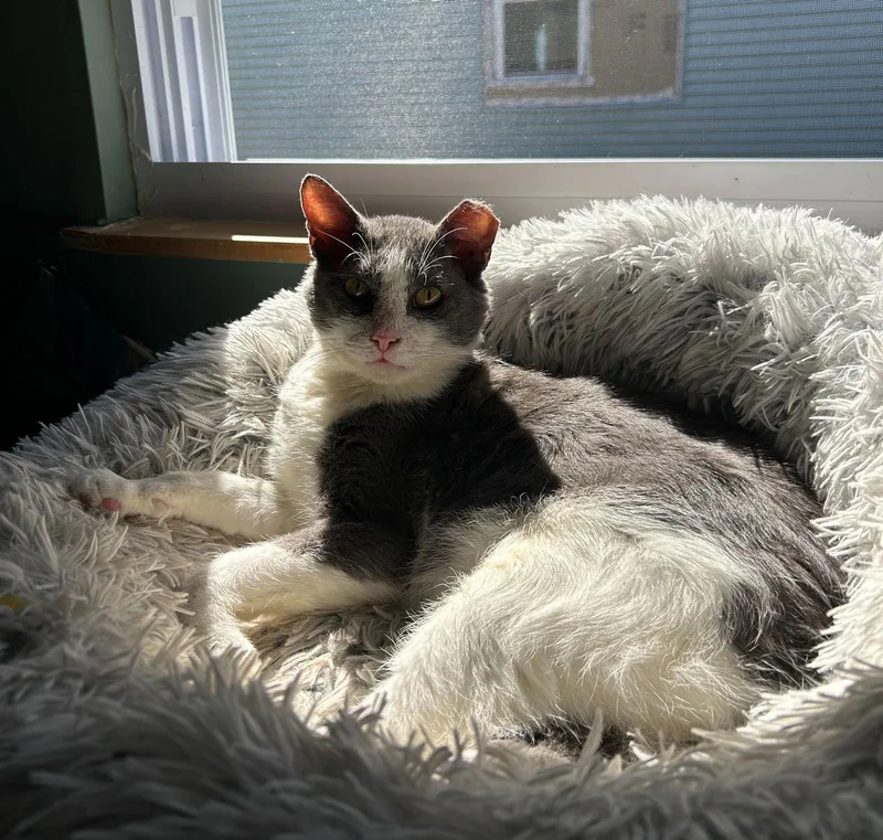 Silas  Willow Grove thumbnail 3