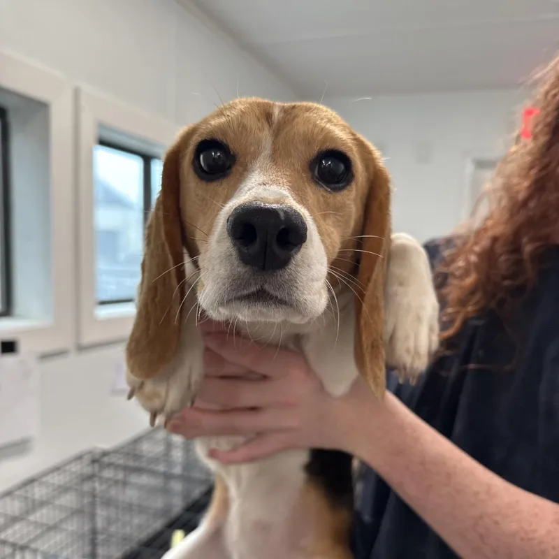 An adult small-sized female Yellow / Tan / Blond / Fawn Beagle dog named Juliett for adoption in LOXAHATCHEE, FL