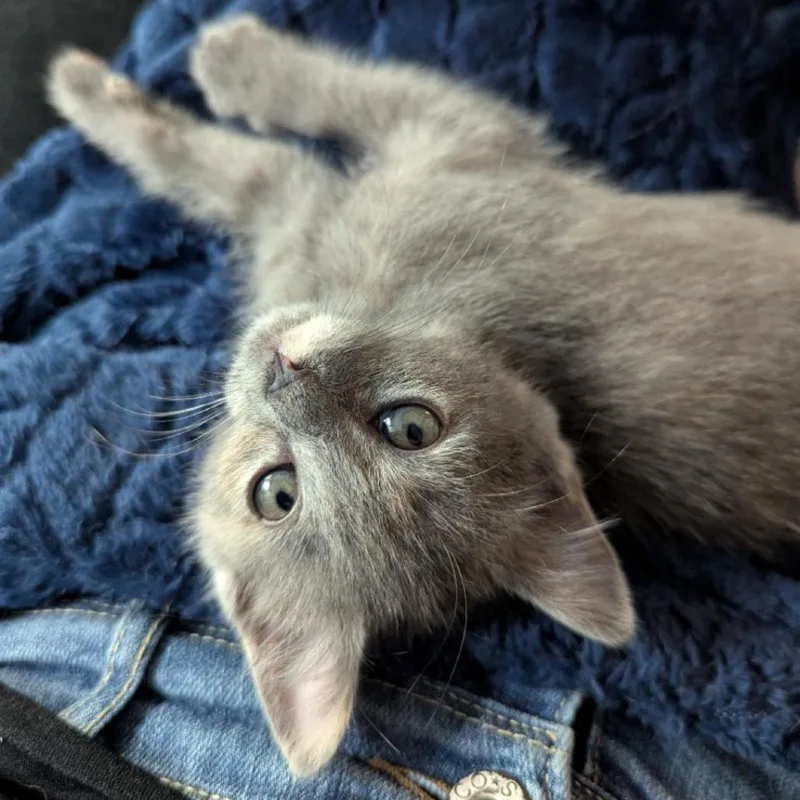 A baby small-sized female Gray / Blue / Silver Domestic Short Hair cat named Kairi for adoption in Westminster, CA