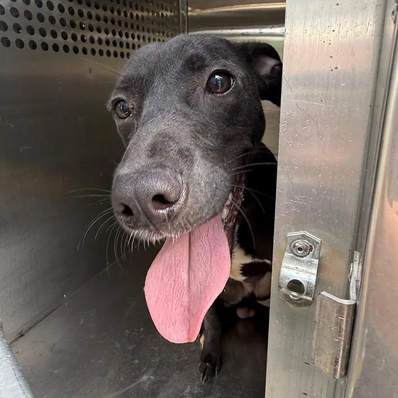 A young small-sized male Black Mixed Breed dog named Conrad for adoption in Columbus, GA