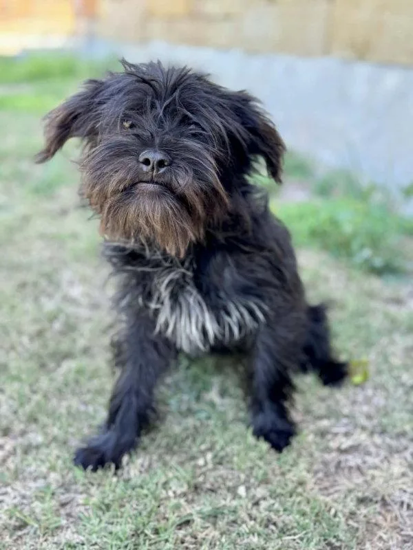 An adult small-sized female Shih Tzu dog named Lily for adoption in Helotes, TX