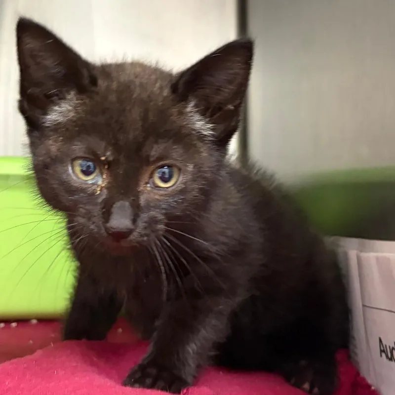 A baby small-sized female Black Domestic Short Hair cat named Emmy for adoption in Ardmore, OK