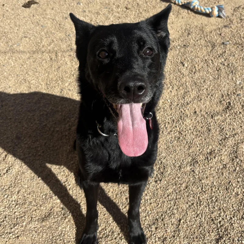 An adult medium-sized female German Shepherd Dog dog named Tuna for adoption in Phoenix, AZ