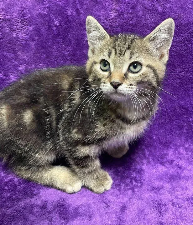 A young medium-sized female Tabby (Buff / Tan / Fawn) Domestic Short Hair cat named Cactus for adoption in Jackson, MI