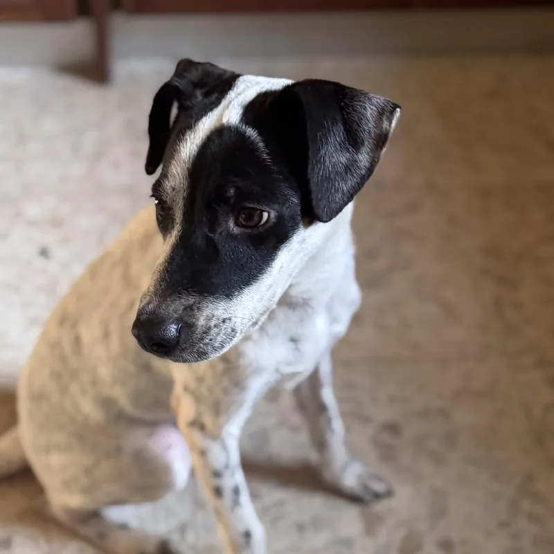 Parmessan thumbnail 2