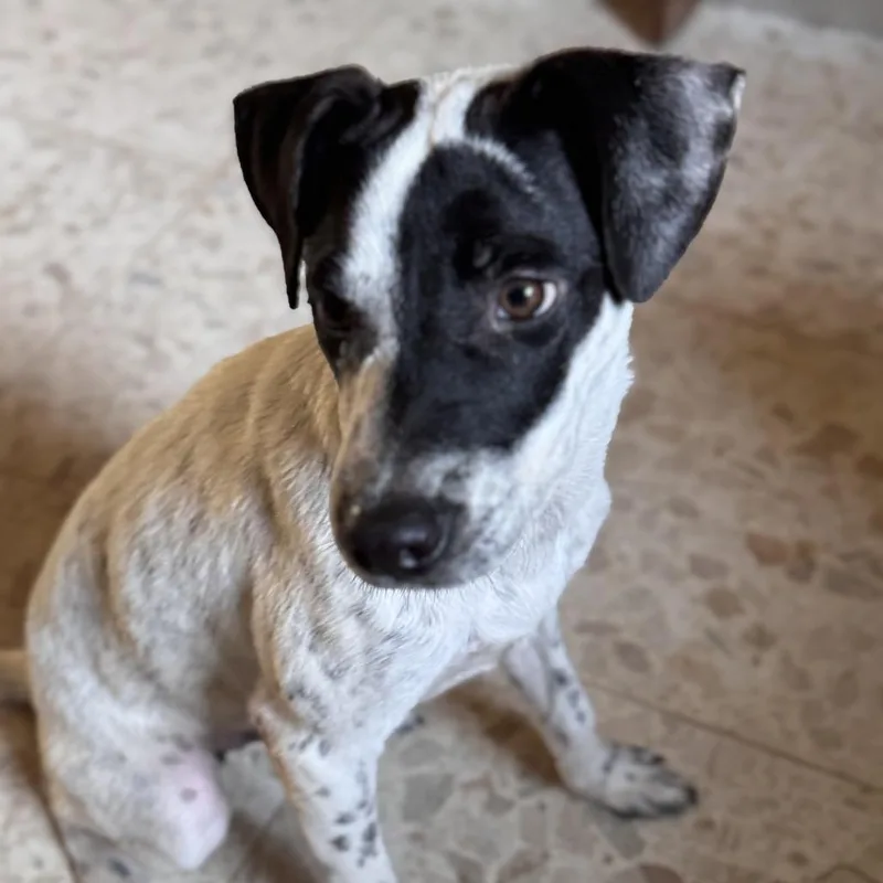 Parmessan thumbnail 3