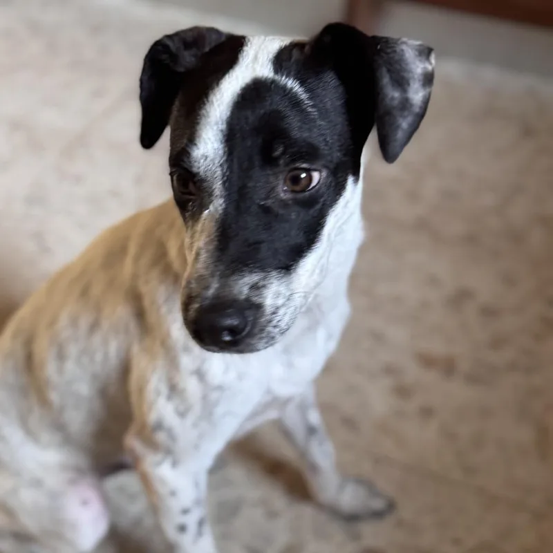 Parmessan thumbnail 4