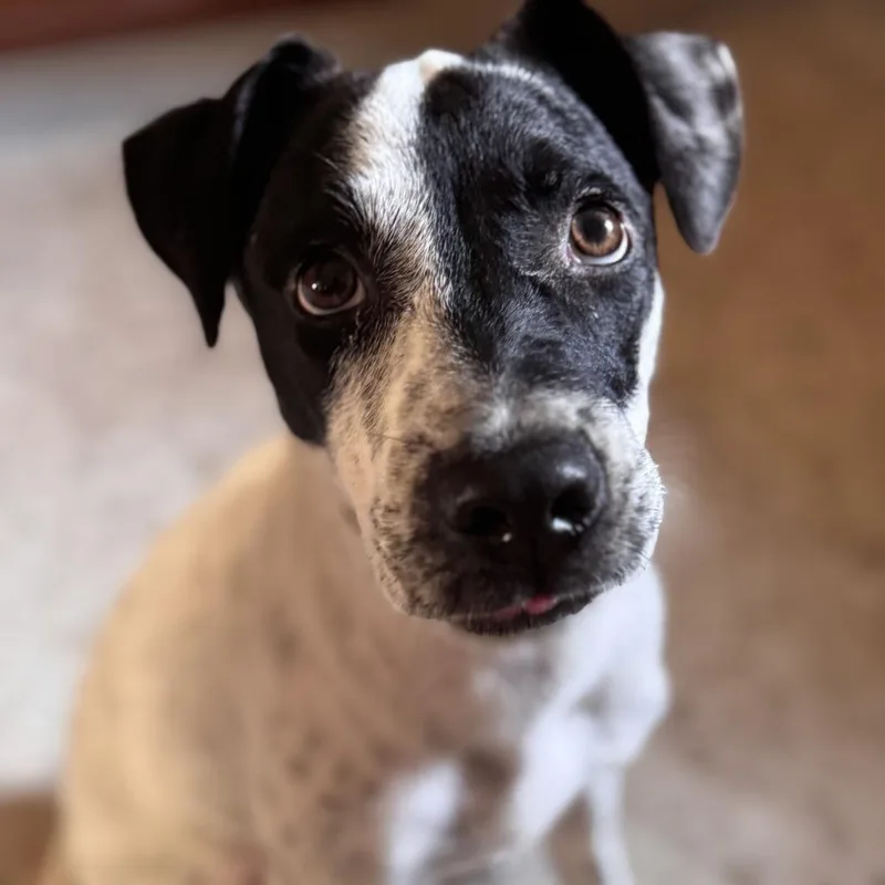 Parmessan thumbnail 5