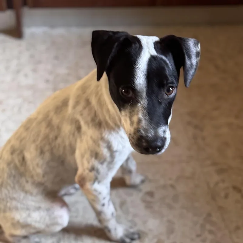 Parmessan thumbnail 6