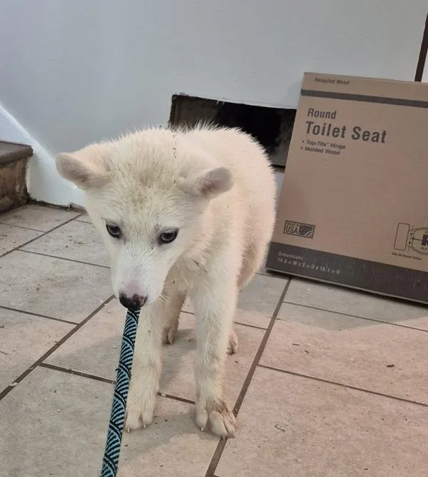 A baby small-sized female Spitz dog named Pen Misty for adoption in Lawrenceville, GA