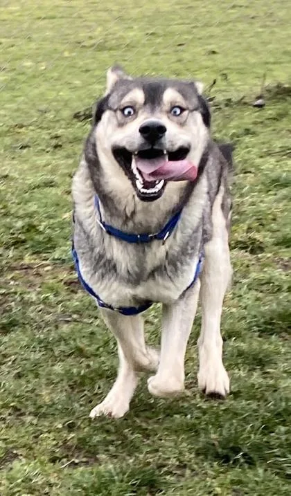 Ajax