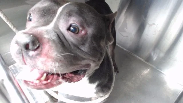 An adult medium-sized male Pit Bull Terrier dog named Brody for adoption in Downey, CA