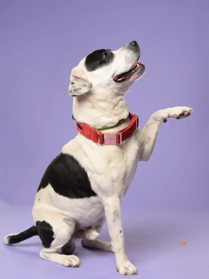 An adult medium-sized male Pit Bull Terrier dog named Senpai for adoption in Atlanta, GA