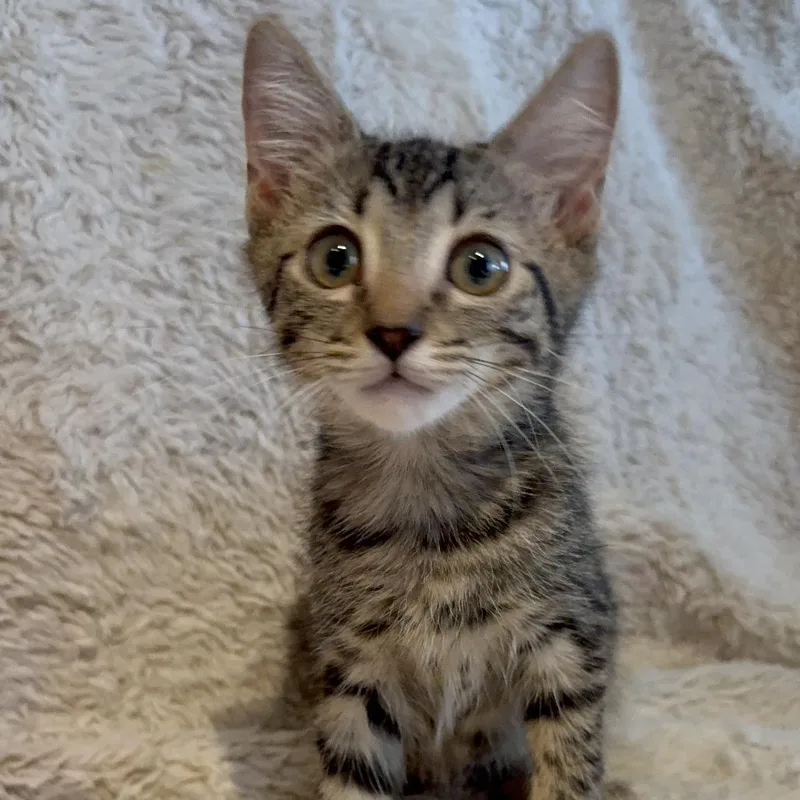 A baby small-sized female Brown / Chocolate Domestic Short Hair cat named Chloe for adoption in Hemet, CA