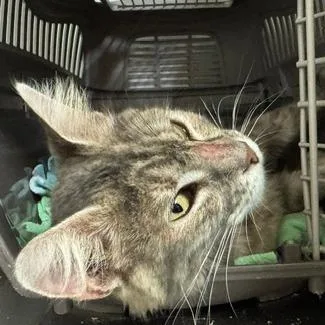 An adult medium-sized female Gray / Blue / Silver Domestic Short Hair cat named Jolene for adoption in Abingdon, MD