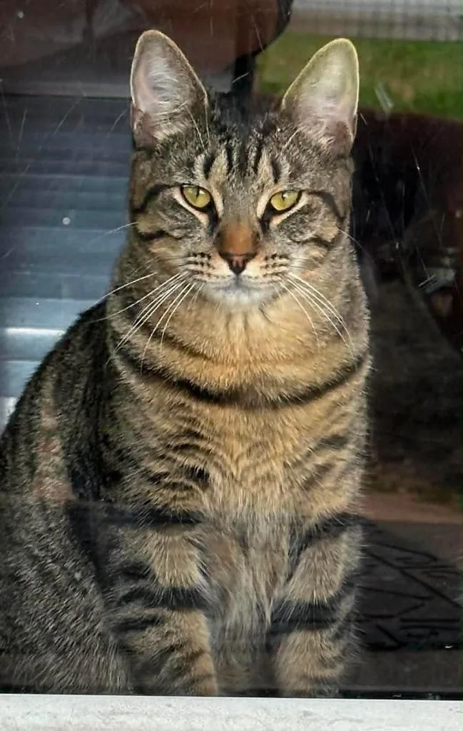 A young medium-sized male Domestic Short Hair cat named Dunkin  Macaroni for adoption in Hamilton, OH