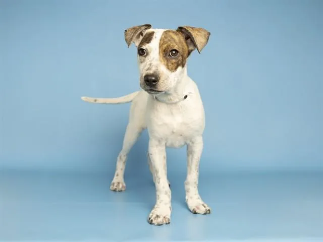 A baby small-sized male Australian Cattle Dog / Blue Heeler dog named Nova for adoption in Phoenix, AZ