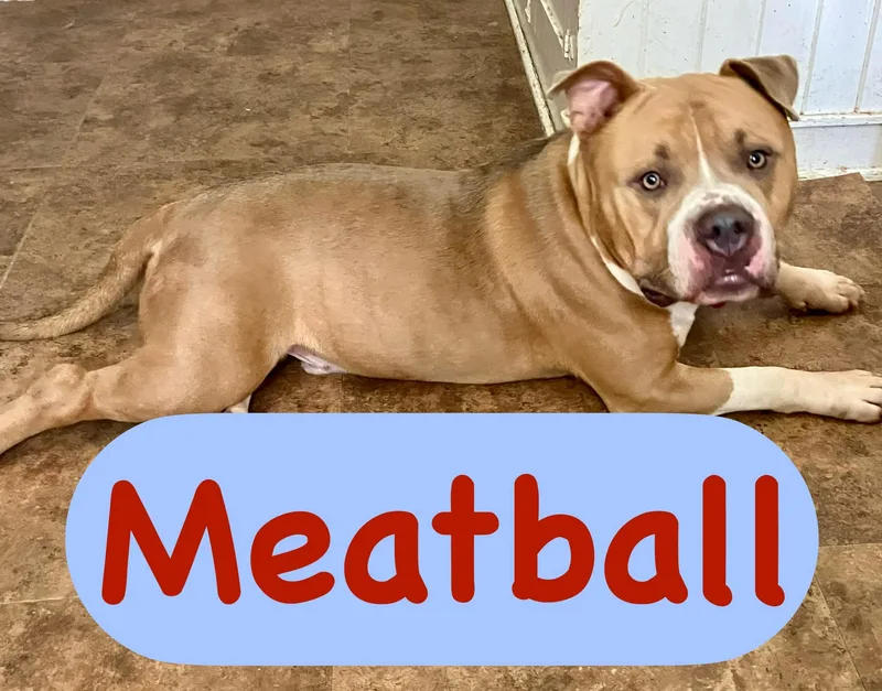 An adult large-sized male American Bully dog named Meatball for adoption in Shreveport, LA
