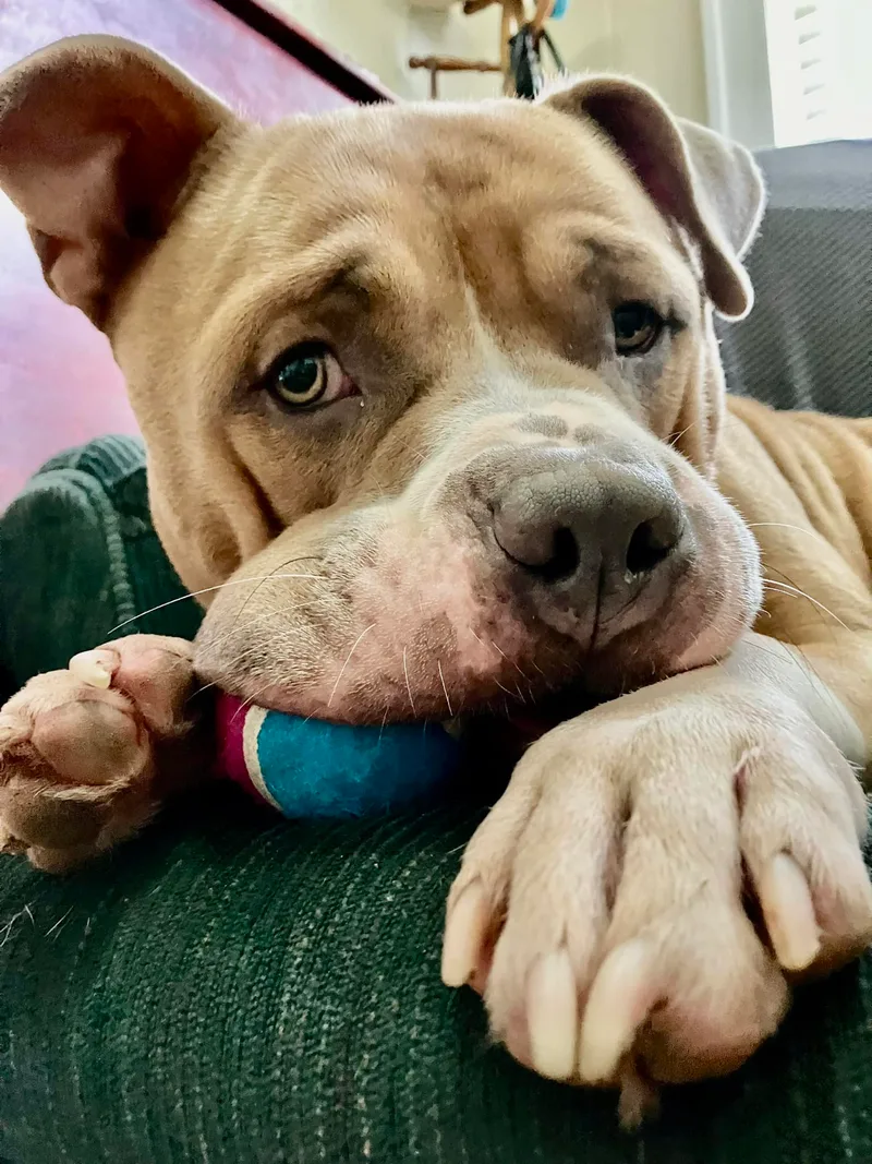 Meatball thumbnail 2