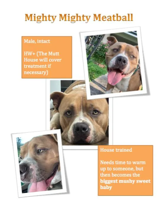 Meatball thumbnail 3