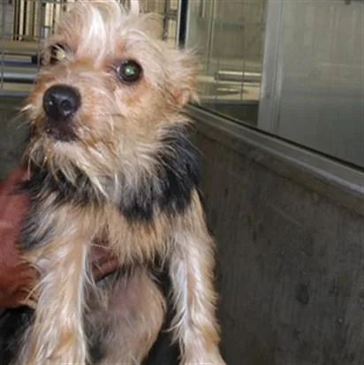 A young small-sized female Yorkshire Terrier dog named Missy for adoption in Los Angeles, CA