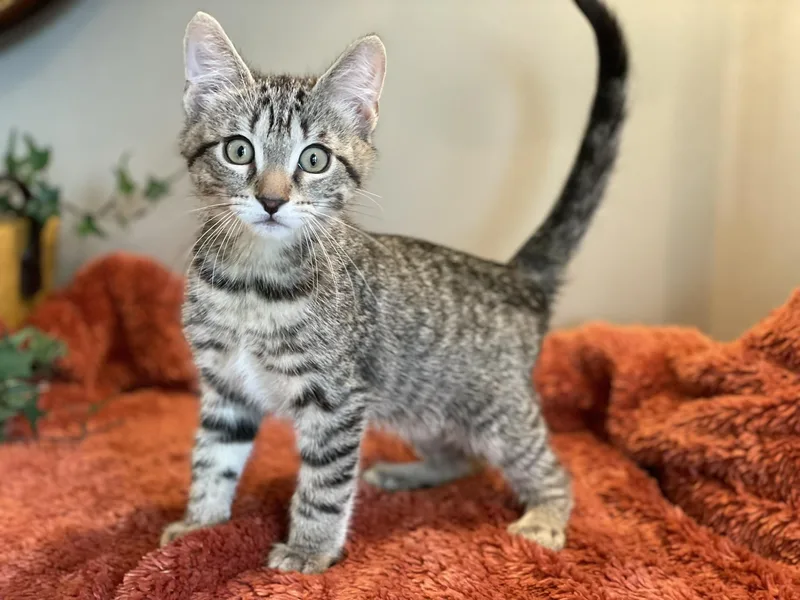 A baby large-sized male Tabby (Buff / Tan / Fawn) Tabby cat named Oakley for adoption in Taylor, MI