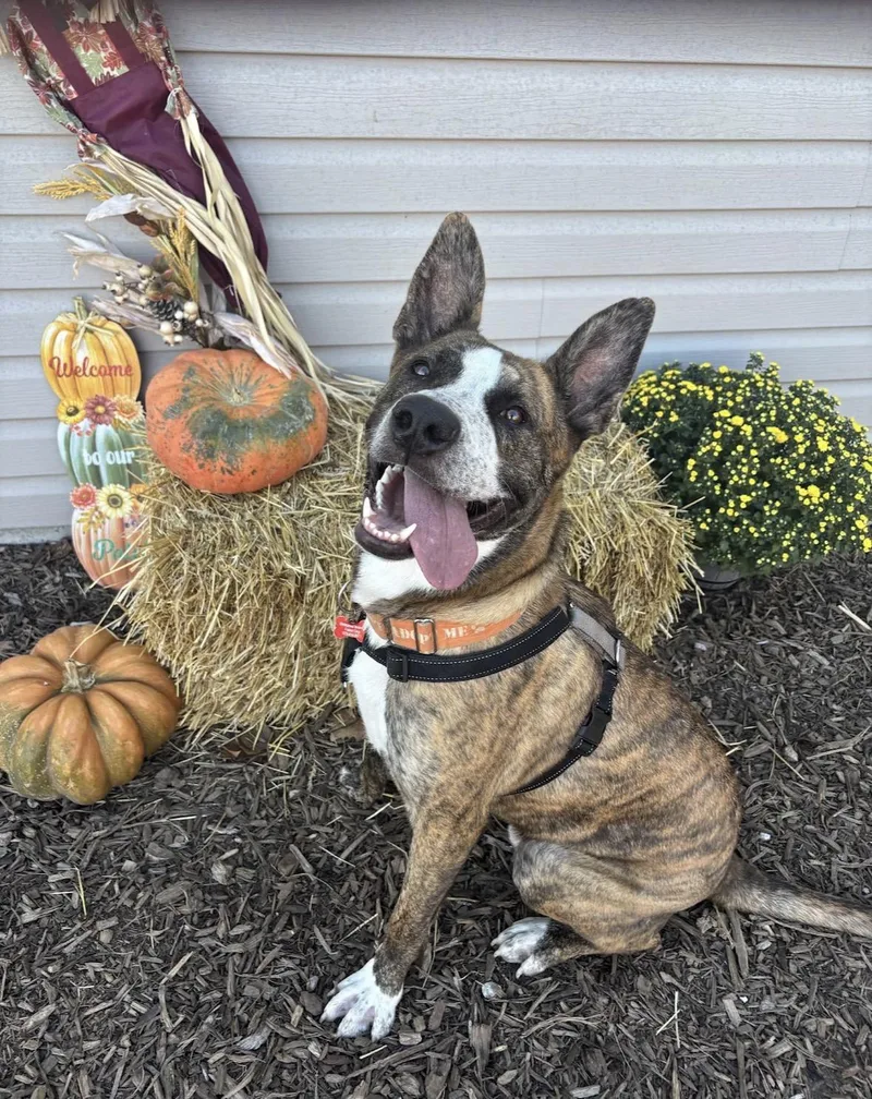 An adult large-sized male Pit Bull Terrier dog named Theo for adoption in Columbia, MO