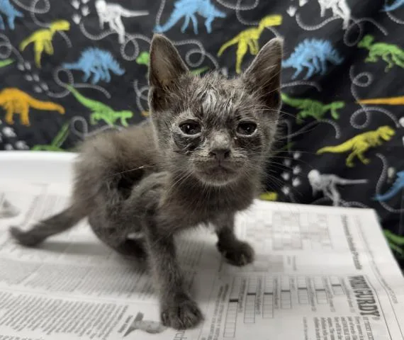 A baby small-sized female Domestic Short Hair cat named Hillary for adoption in Riverside, CA