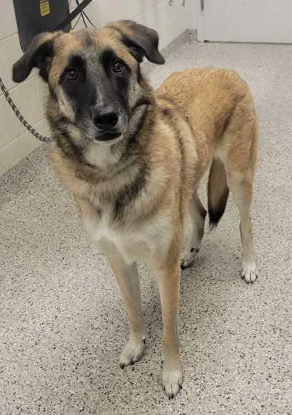 An adult extra large-sized female Yellow / Tan / Blond / Fawn Shepherd dog named Lenny Sue for adoption in Kansas City, MO