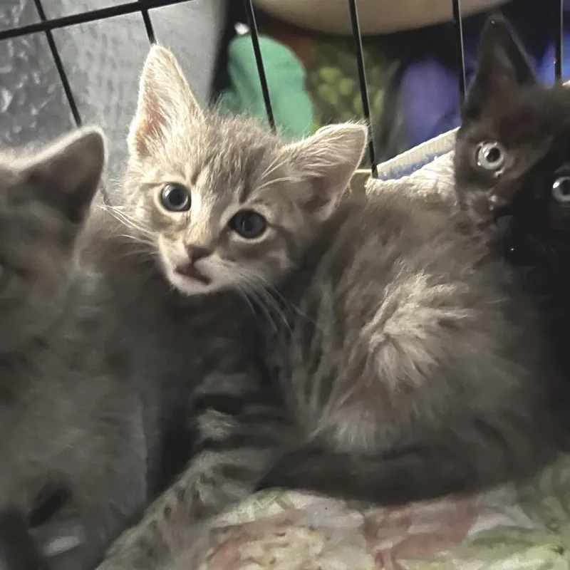 A baby small-sized male Gray / Blue / Silver Domestic Short Hair cat named Leo for adoption in Blairsville, GA